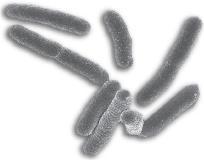 SEPSIS Sepsis definieras som misstanke om eller verifierad infektion som ger ett systemiskt svar med minst två av SIRS-kriterierna: Feber/Undertemperatur >38⁰ C alt <36 ⁰ C Takykardi >90 slag/min