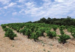 Le Verdier Côte de Rhône Villages-Cairanne, 14 % Druvor: grenache, syrah, carignan och mourvèdre Kryddigt och mustigt vin med inslag av mörka bär, örter, björnbär, choklad och peppar.