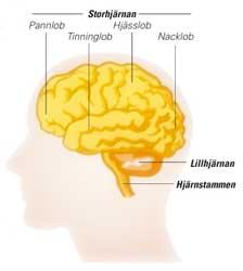 3 Figur1. Storhjärnan. Den största delen av hjärnan är storhjärnan. Storhjärnan består av två halvor, hemisfärer. Mellan hemisfärerna går det en djup skåra.