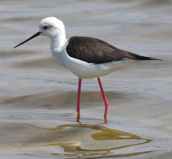 Styltlöpare sågs på nära håll vid ett gömsle i Saline di Priolo. Foto: Göran Adevik Eftermiddagen tillbringades på halvön Terre di Magnisi med lämningar efter bronsåldersbyn Thapsos.