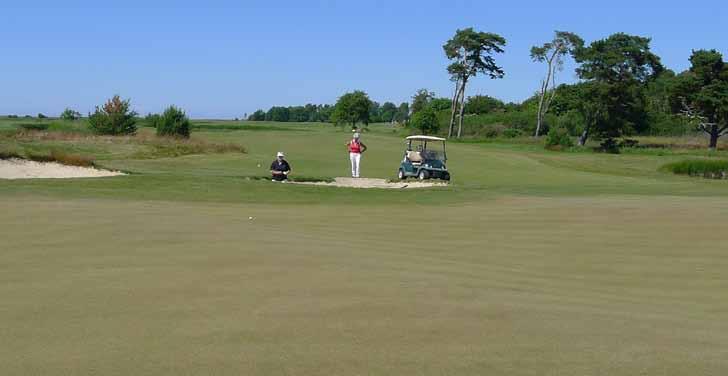 Torr sommar på Gotland. Foto: Agnar Kvalbein, Visby GK, Juni 2011. Egenskaper hos rödsvingel Utseende Rödsvingel har smala, vikta och nålliknande blad.