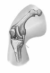 Den fyrhövdade lårmuskeln är kroppens största muskel och dess antagonist är den tvåhövdade lårmuskeln som böjer knäet.