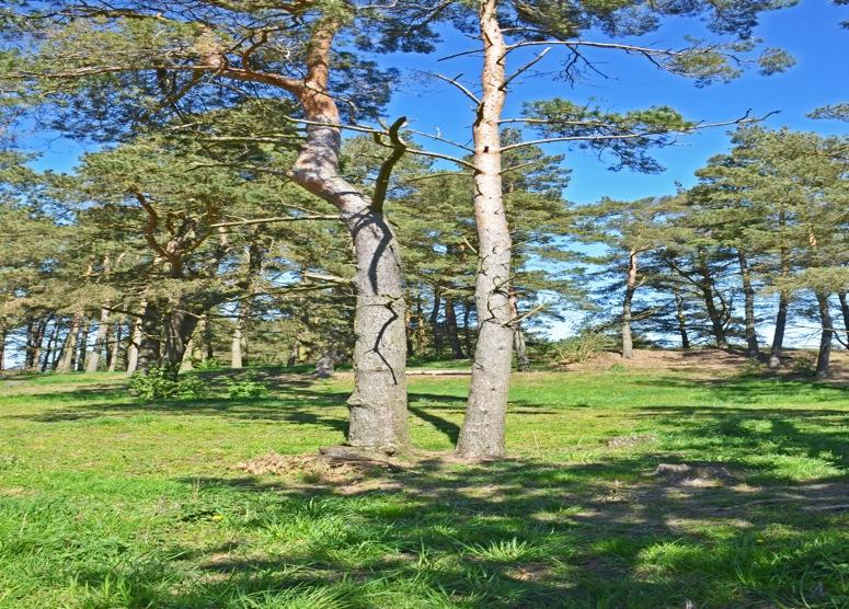 Betesmark Betesmarken med inblandning av skog