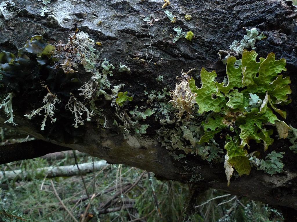 Skinnlav, småflikig brosklav och lunglav i ett frodigt lavsamhälle som vuxit uppe i kronan på en grov nedfallen. 2. Vid N 6898975, O 1495636 (gps nr 126).