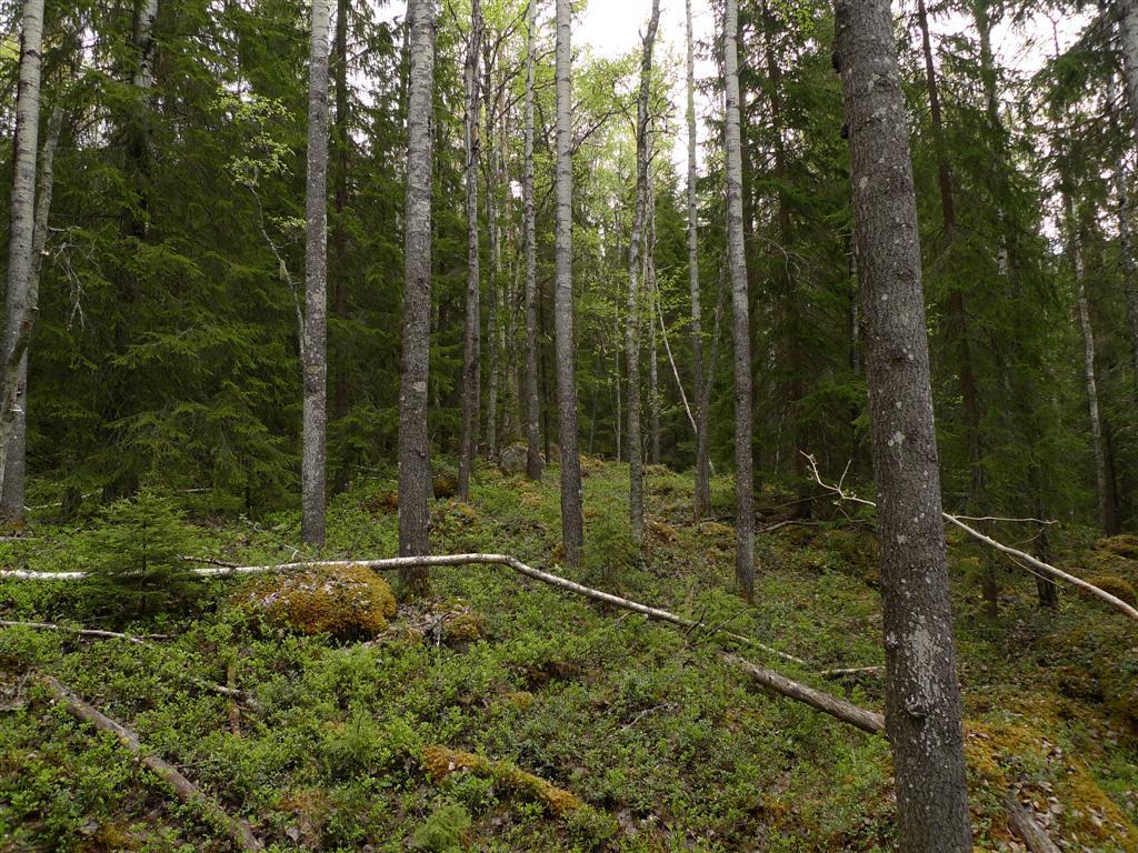 Miljöbild från granskogen vid fynd nr 2 av liten gelélav. 3. Vid N 6898937, O 1495980 (gps nr 142).