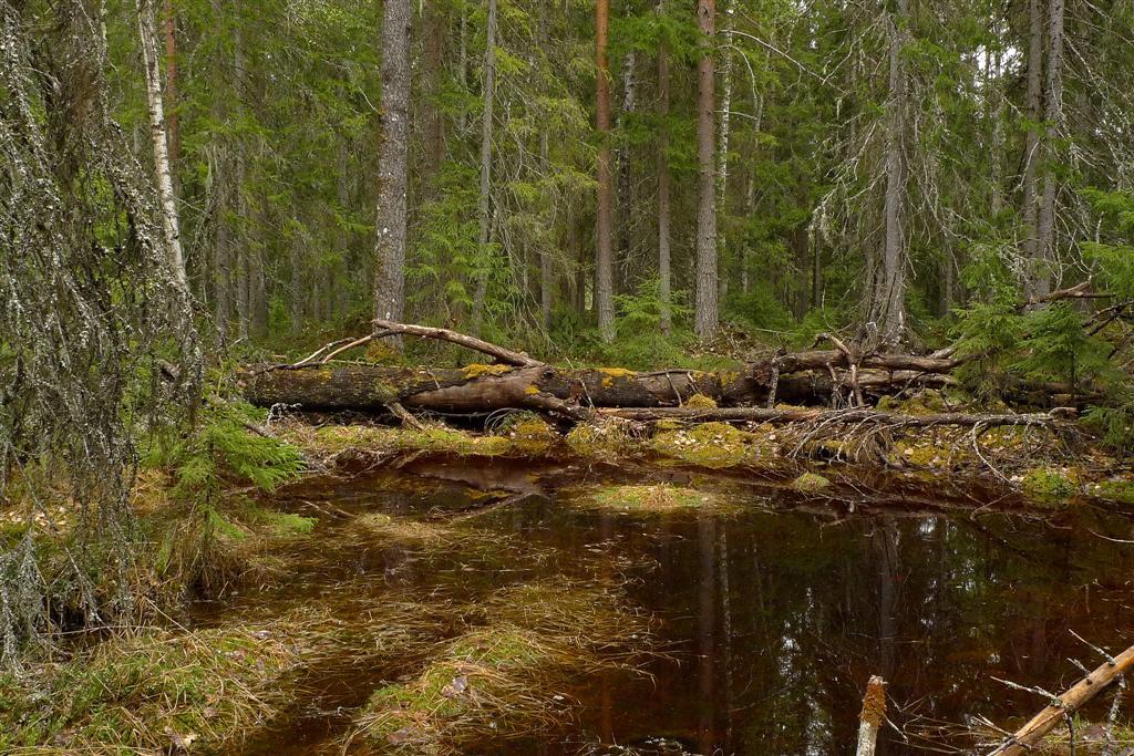 Lok/vät i skogen vid Lammåsen. Det var på ar vid denna vattensamling som liten gelélav och lunglavsknapp Plectocarpon lichenum påträffades.