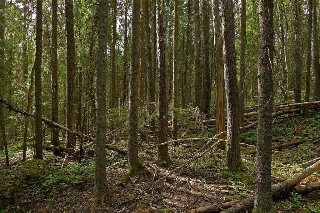 8. MATTEKALLEBERGET Läge: Mattekallebergets sydostsluttning, ca 31 km nordväst om Hassela. Gävleborgs län, Hälsingland, Nordanstigs k:n, Hassela fg. Koordinater i rikets nät N 6902573, O 1518655.