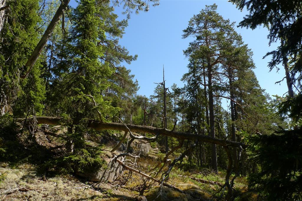 Område 16 Område 16 består av 100-120 år gammal, grandominerad barrblandskog av frisk blåbärstyp med lågt lövinslag (ca 5-10%). Bland lövträden är björk är vanligast och endast några få ar ses.