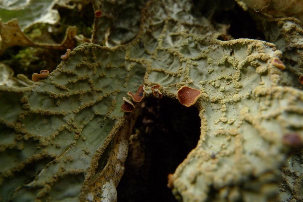 Fertil lunglav Lobaria pulmonaria på i Lomtjärns naturreservat. Apothecier är troligen mycket viktiga för att lunglaven ska kunna sprida sig på lite längre avstånd.