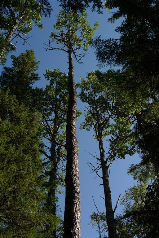 Arter Asterodon ferruginosus, stjärntagging, NT Collema furfuraceum, stiftgelélav, NT Collema subnigrescens, gelélav, NT Hypocenomyce castaneocinerea mörk kolflarnlav, s Lecanora impudens,