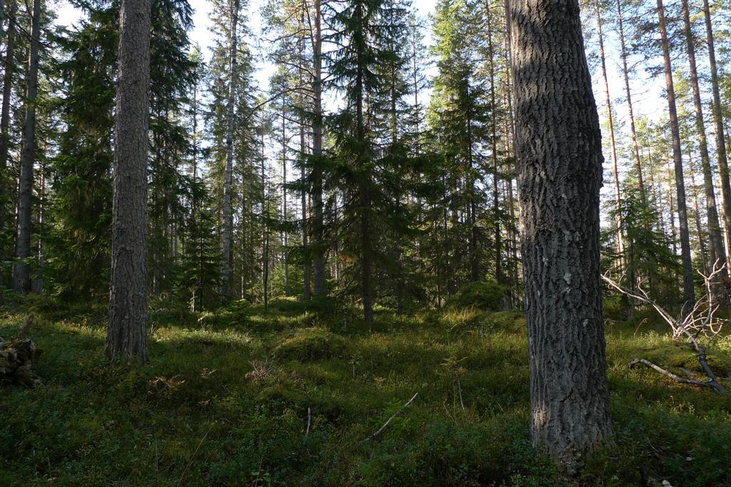 Gles blandskog med gran, tall, björk och i delområde 3. På en till höger i bild växte liten gelélav. Kommentar Större delen av området består av tallskogar utan, eller med endast ett fåtal ar.