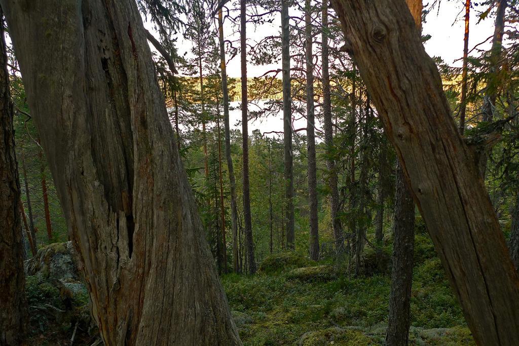 Områdesbeskrivning Det inventerade området ligger i nordsluttningen mellan Styggsjön och ett stort ungskogshav som finns på Blistmyrbergets topp och sydsluttning.