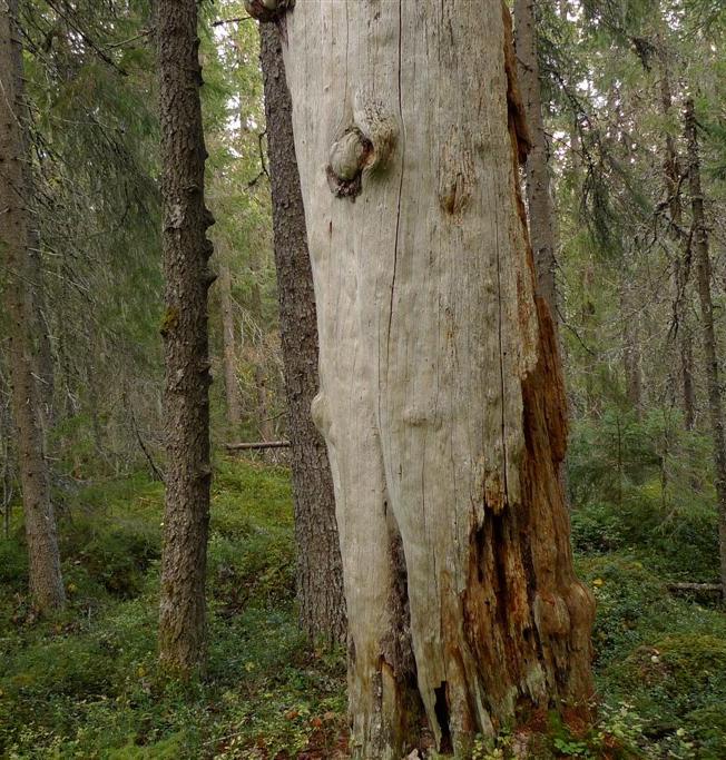 I delområde 3 vid Klingersjöåsens ostsluttning finns en mycket grov (nästan 80 cm i diameter) talltorraka i den rika granskogen.