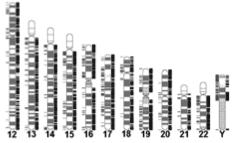 Copy Number VariaFons (CNV) en ny genomisk komplexitet 2007 v Dele?oner och duplika?oner v Från inga?ll flera hundra gener v Ändrad gendos?