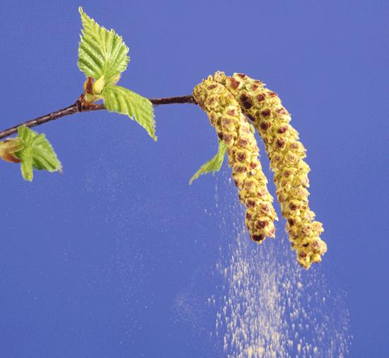 - Hanblommor med pollen i hängen.