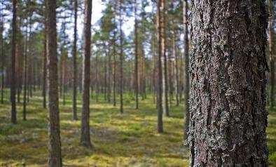 - Vissa växter har blad som är omvandlade