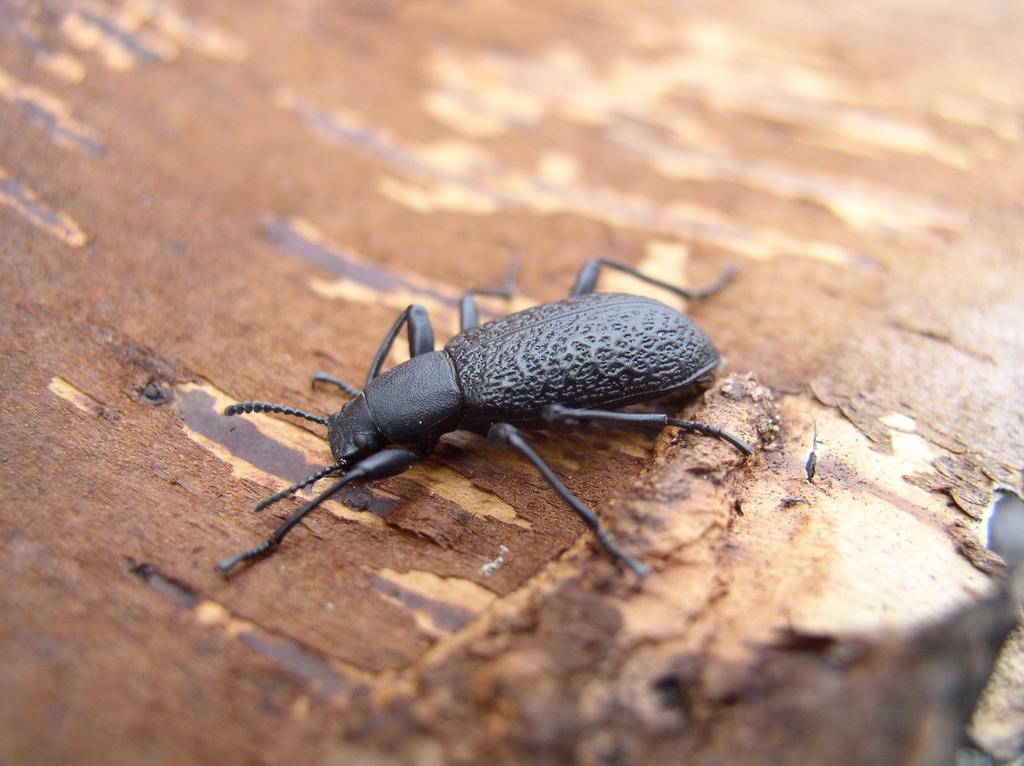 Sericoda quadripunctata (De G.) Fyrprickad brandlöpare. Denna brandberoende jordlöpare är en av få marklevande pyrofiler.