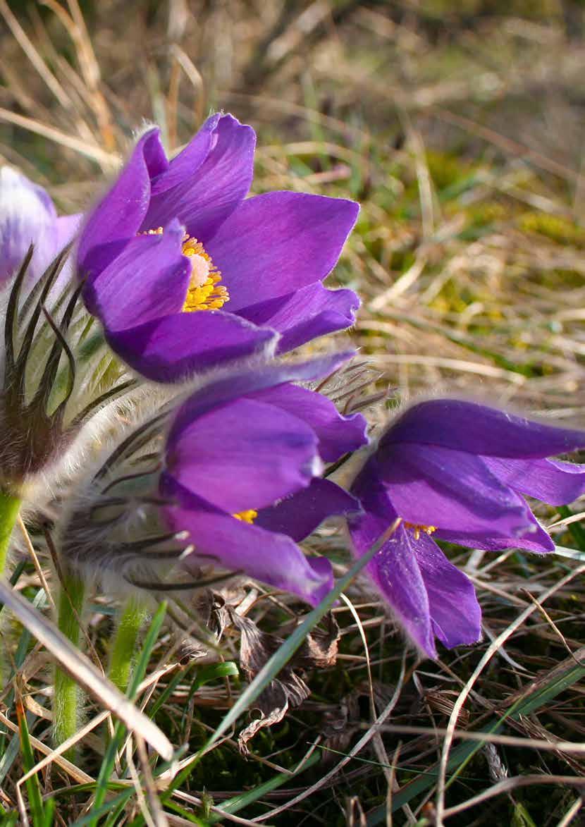 Produktion: Enetjärn Natur Juni 2015