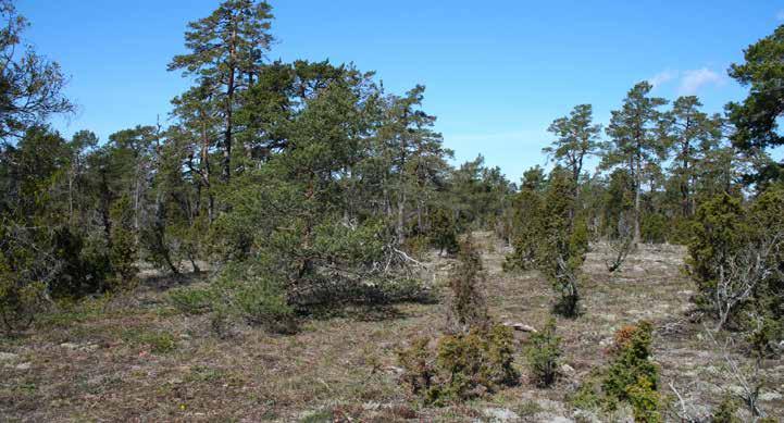 1Livsmiljö Nipsippa växer i torra, solöppna miljöer på väldränerade sandiga eller grusiga marker och på sprickrika kalkhällar. Arten förekommer i gles skog, på lavhed och på betad torräng.