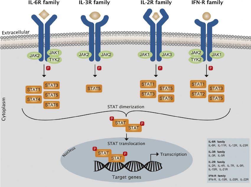 Intracellulär signalering JAK-STAT Hur hämma immunförsvaret? Döda immunceller? Rtx, Sendoxan Hämma proliferation av immunceller? t.ex.