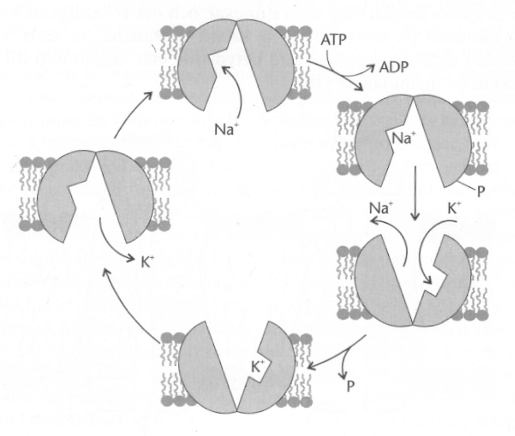 Transport through cell membranes Active transport on the other hand