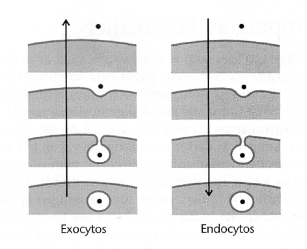 Transport through cell membranes Endo-/ exocytocis will