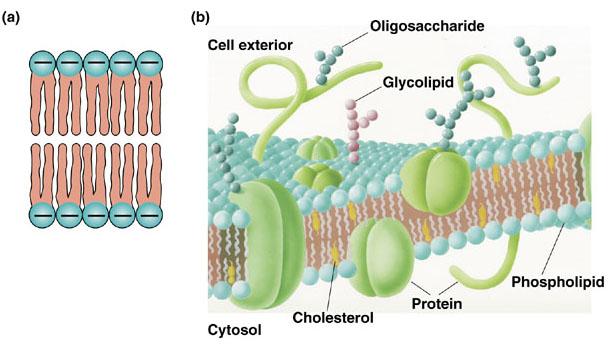 Biological and cell membranes Cell membranes consist of a