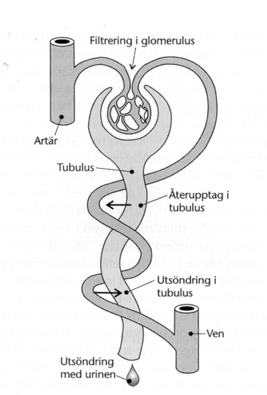 Excretion via the kidneys The kidneys receive 25 % of the cardiac output Initially, the kidneys