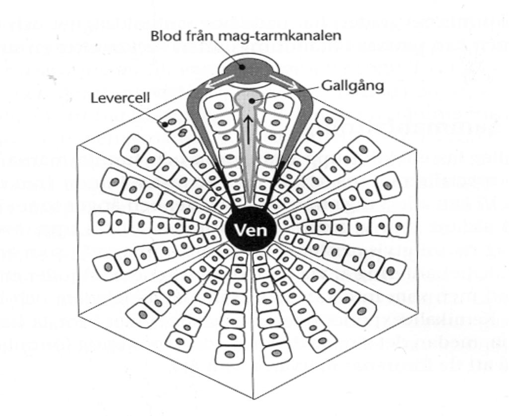 Excretion via the liver Blood from the intestines arrive to the liver and is extracted by liver cells