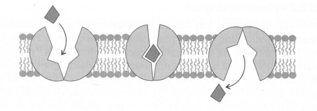 Transport through cell membranes Facilitated diffusion is a process involving a membrane