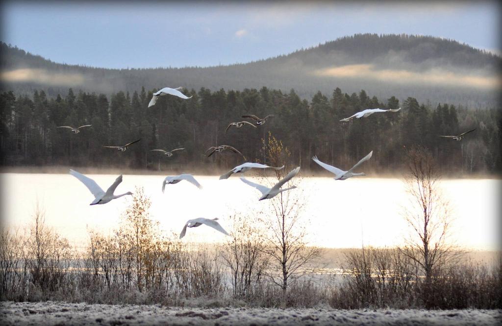 FÖRENINGSLIVET VISTTRÄSKBLADET ÅRGÅNG 5 NUMMER 2 NOV 2016 WWW.VISTTRASKBLADET.WORDPRESS.COM När du betalar din medlemsavgift, ange för- och efternamn, adress, telefonnummer och gärna e-postadress.