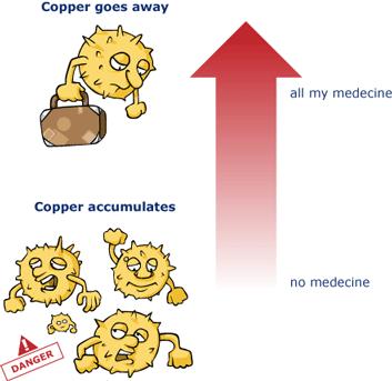 Varför måste jag ta mediciner? Medicinerna begränsar mängden koppar som finns i levern och orsakar skada.