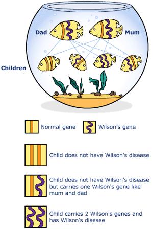 Information om gener och genetiska sjukdomar När ett barn blir till, sammanförs ett ägg från mamman och en spermie från pappan för att utveckla ett foster.