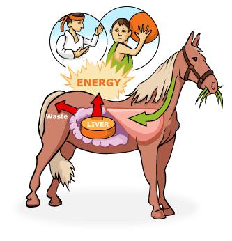 Vad gör min lever? Levern har en massa uppgifter. Den hjälper till att omvandla maten till energi.