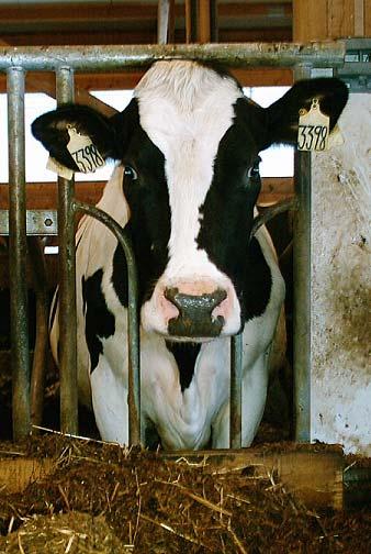 influence the welfare of dairy-cows? Handledare: Kerstin Svennersten Sjaunja Inst.