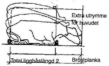 förbestämda och fixa (Österman & Redbo, 2001). Resning sker genom att kon drar tillbaka översta bakbenet för att sedan kunna skjuta fram främre delen av kroppen och bli stående ``på knä.