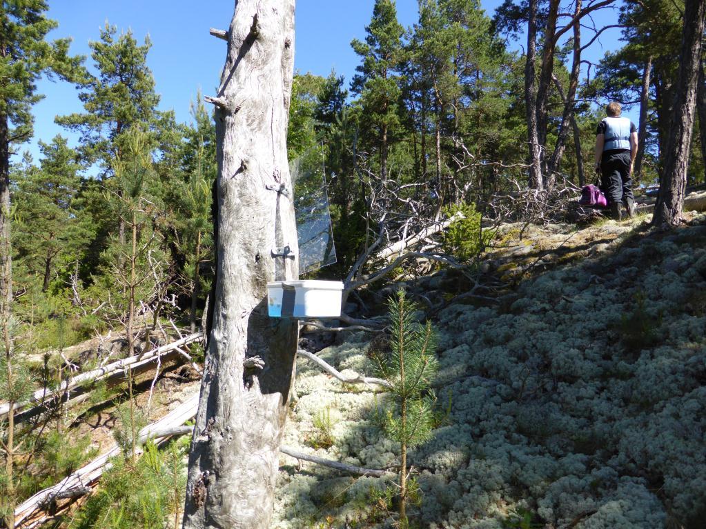 På Stor-Eken finns dock flera fina äldre barrskogar med högt inslag av död ved. Dödveden finns i form av torrakor av gran och tall och även lågor av båda trädslagen.