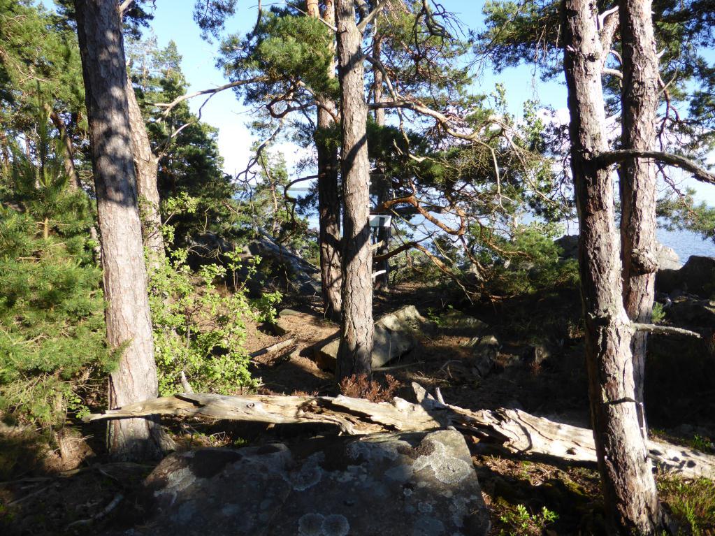 Brommö skärgård Skärgården i Brommö består av klippiga stränder rika på tall i varierande åldrar, av rullstensmiljöer med relativt jämnåldriga tallbestånd och lite sandiga strandtallskogar som snabbt