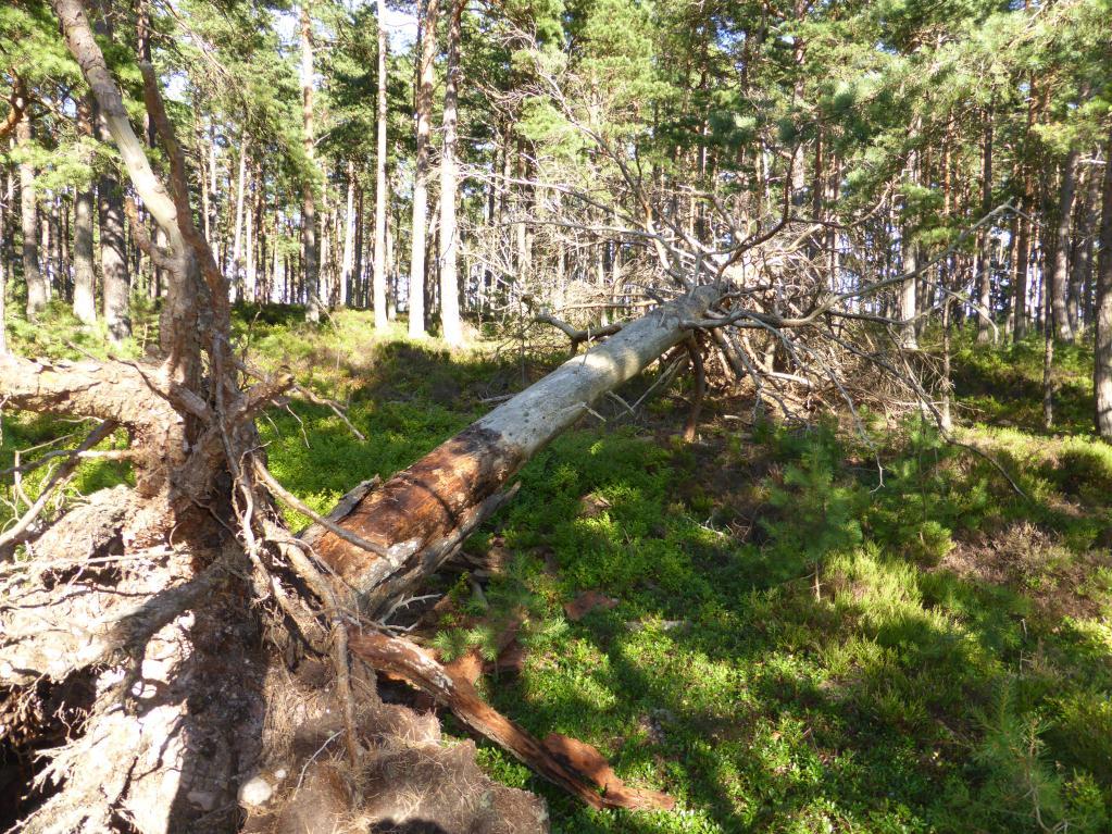 skärgård Tallåga i relativt