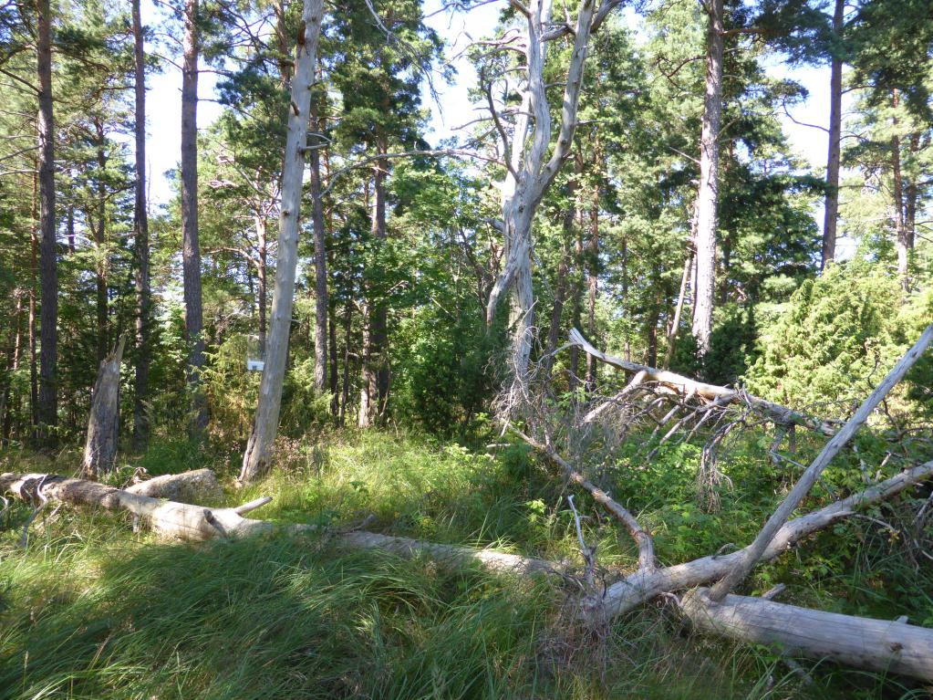 Döda grövre tallar i ett litet område på