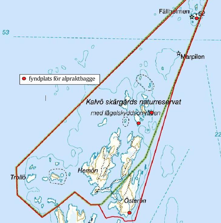 Figur 6. Fyndplatser för gnagspår av alpraktbagge Dicerca alni i Kalvö skärgård. Diskussion Utfallet Att ingen av de eftersökta arterna hittades var en besvikelse.