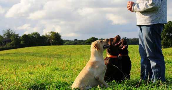 Epilog Utbildning och träning av en hund ska bygga på en förtroendefull relation mellan hund och förare.