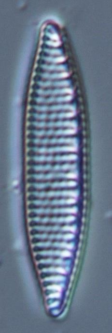 Surhetsindexet ACID visade alkaliska förhållanden (tabell 4), vilket innebär att årsmedelvärdet för ph är högre än 7,3.