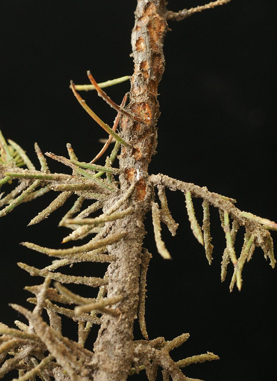 Conniflexplanta med intakt beläggning men svåra