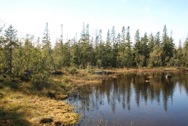 bäckars omedelbara