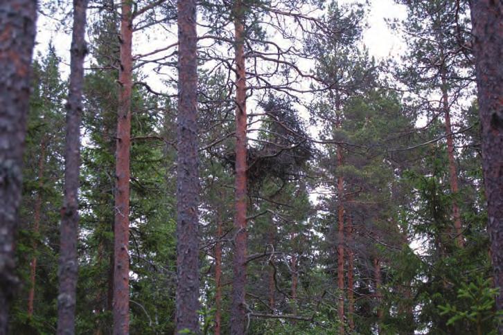 UTREDNING AV FÅGELBESTÅNDET PÅ OMRÅDET FÖR ÖMOSSA VINDKRAFTSPARK 15 granskogar. Därför klassificeras den numera som en sårbar art.