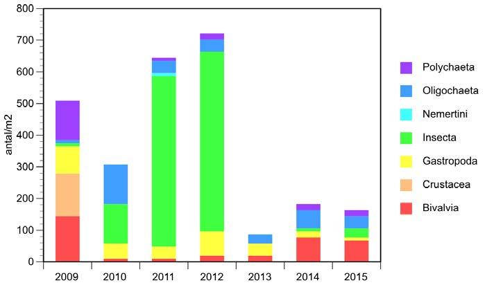 dermyggor (Insecta/Chironomidae) men under de senaste två åren har bottenfaunasamhället dominerats av östersjömusslor (Bivalvia), se figur 65. Figur 64.