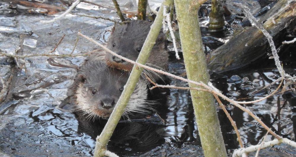 Här visar vi några av naturum Vattenrikets programpunkter under hösten. För mer info se naturums hemsida http://www.vattenriket.kristianstad.