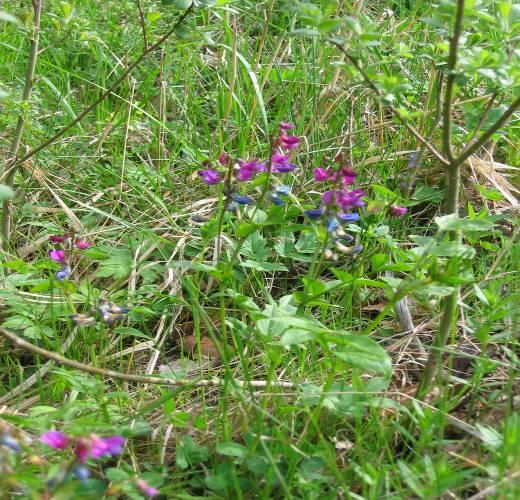 Nr 32 Område: Libbersmora Zon Mellersta Förslag Samfälld med kommunal anslutning Start senast 2010 Beskrivning Området ligger norr om Rimbo och norr om sjön Syningen.