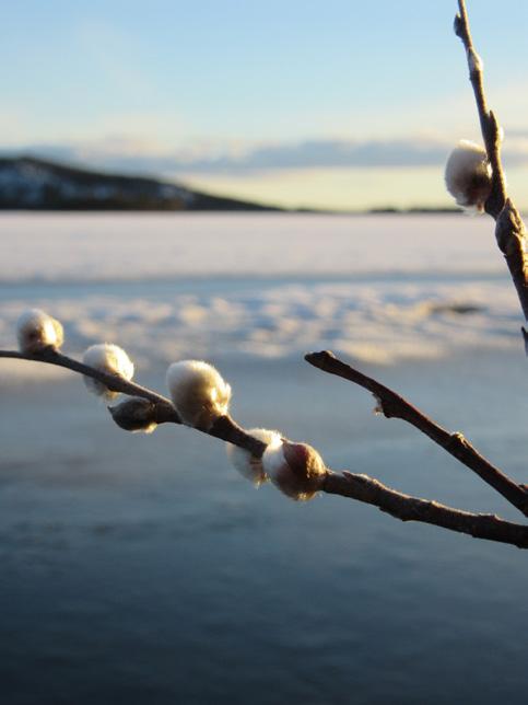 Att leva i glesbygden förutsätter oftast en kombination av näringar för att kunna försörja sig. Samiskt näringsliv finns i lika hög grad i städer som på landsbygden.